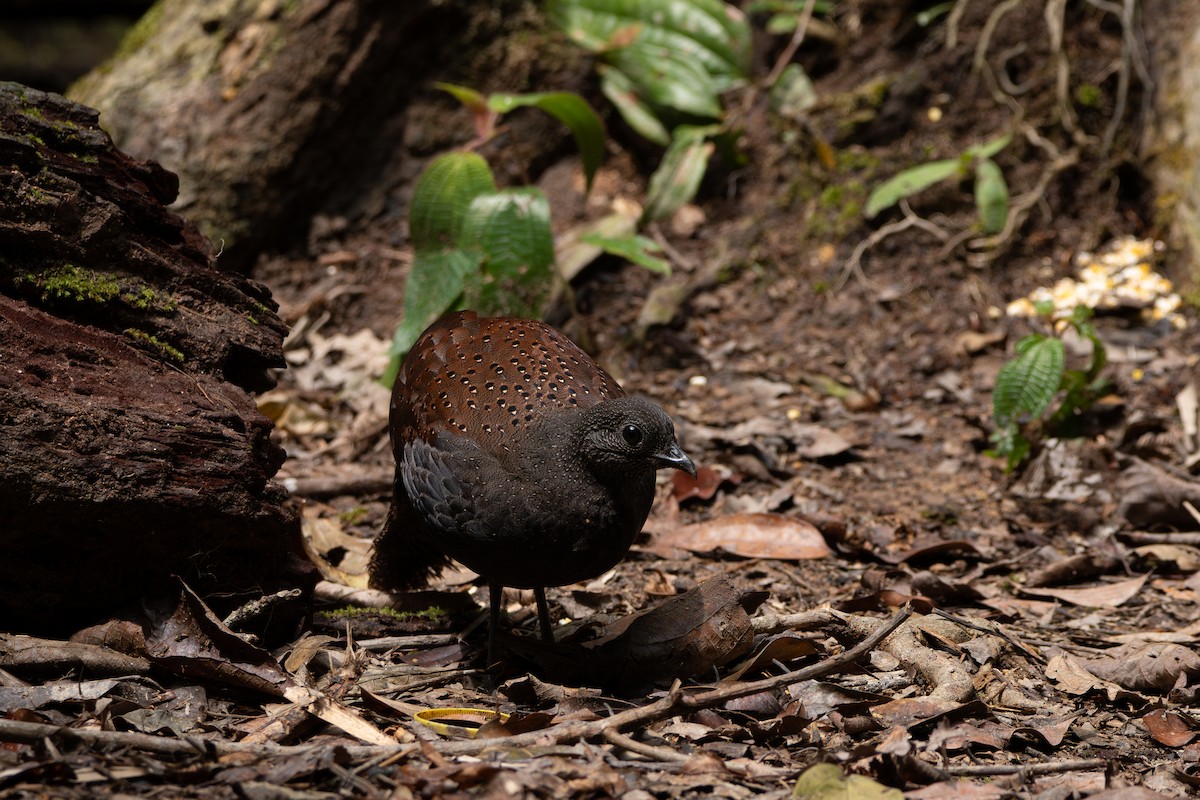 Mountain Peacock-Pheasant - ML644310540