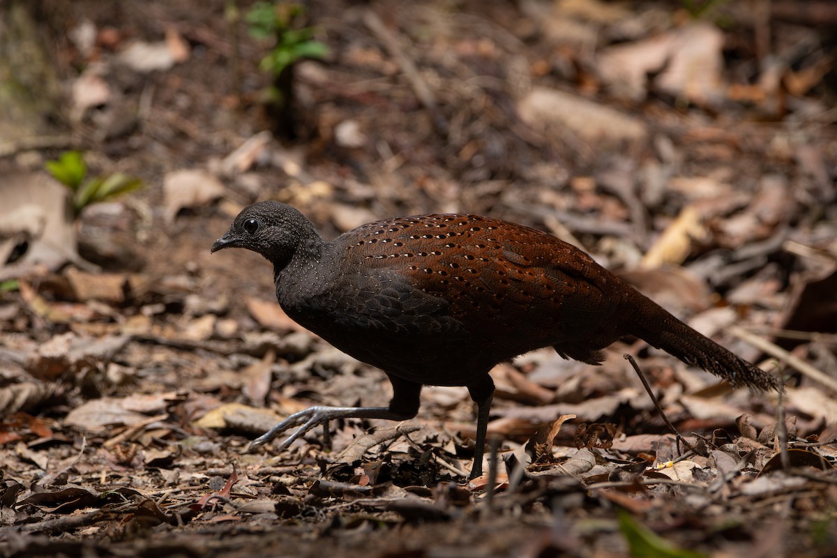 Mountain Peacock-Pheasant - ML644310541
