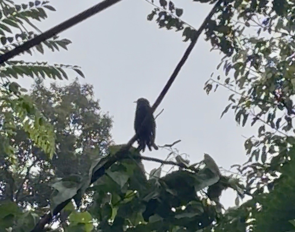 Square-tailed Drongo-Cuckoo - ML644310545