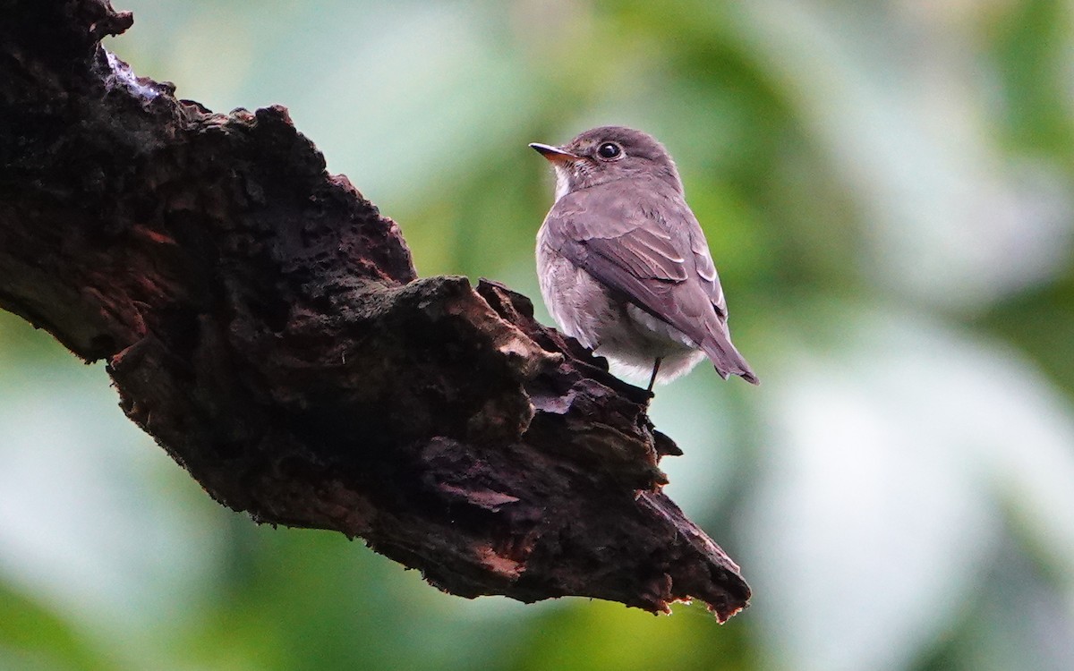 gråflankefluesnapper - ML644310552