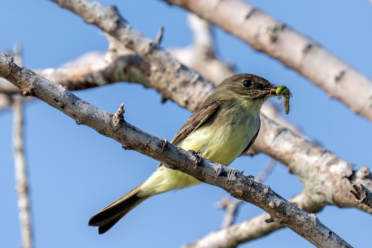 ツキヒメハエトリ - ML644310553