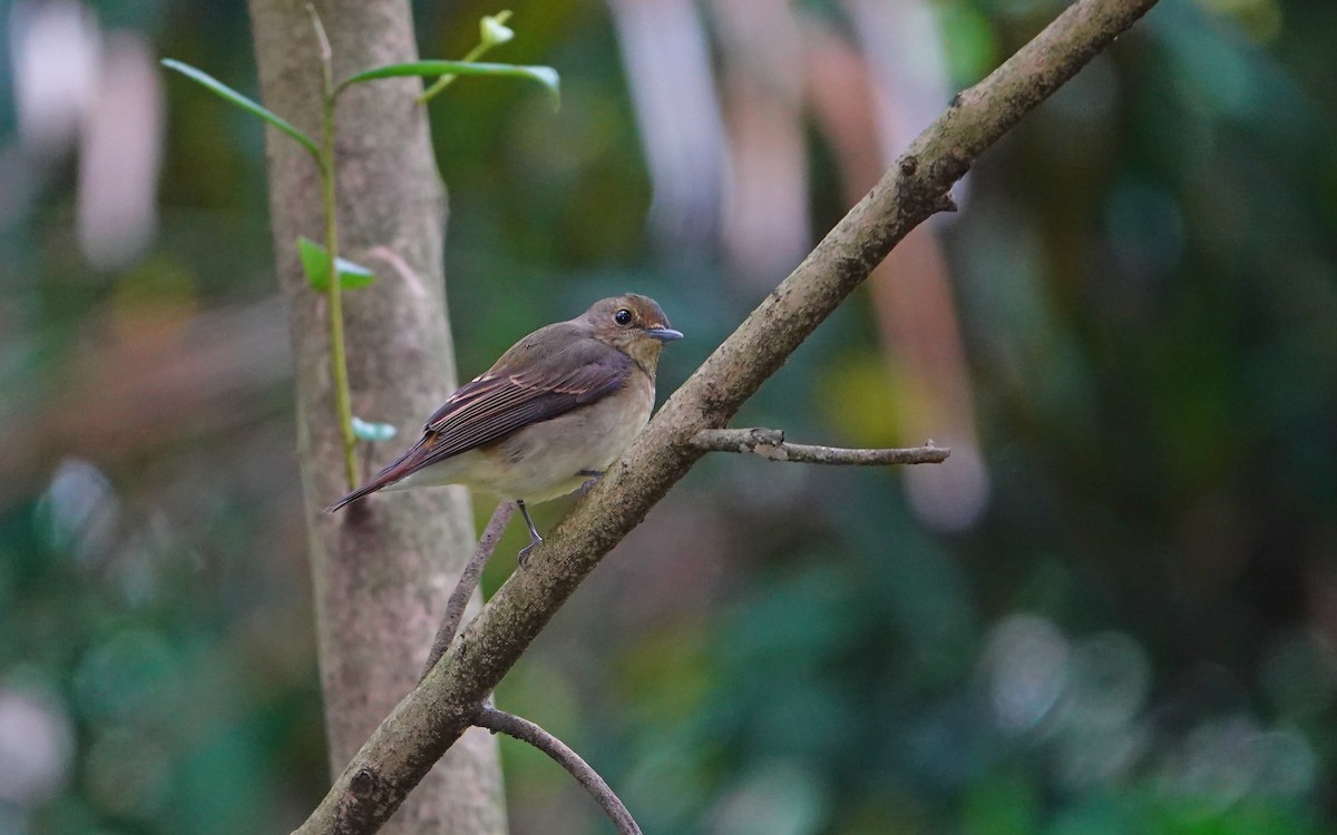 Narcissus Flycatcher - ML644310558