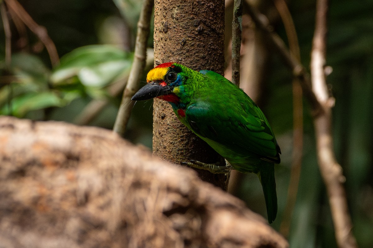 Red-throated Barbet - ML644310564