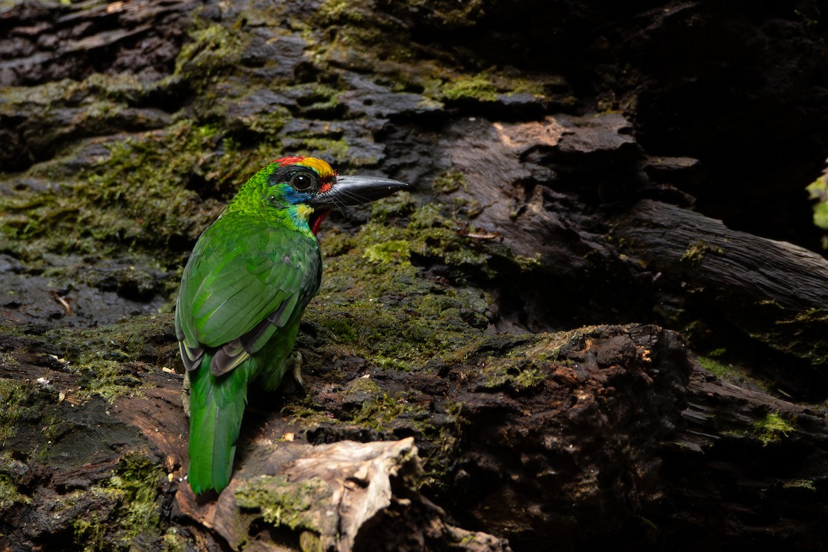 Red-throated Barbet - ML644310565