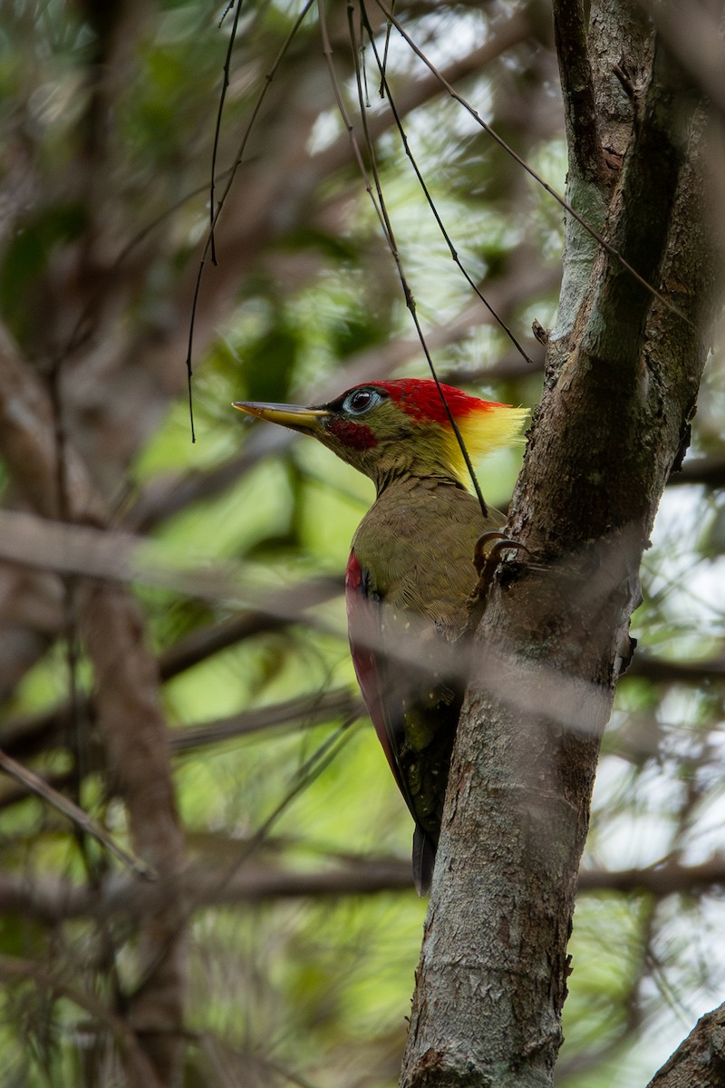 Crimson-winged Woodpecker - ML644310573