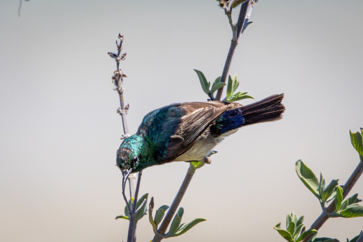 Southern Double-collared Sunbird - ML644310580