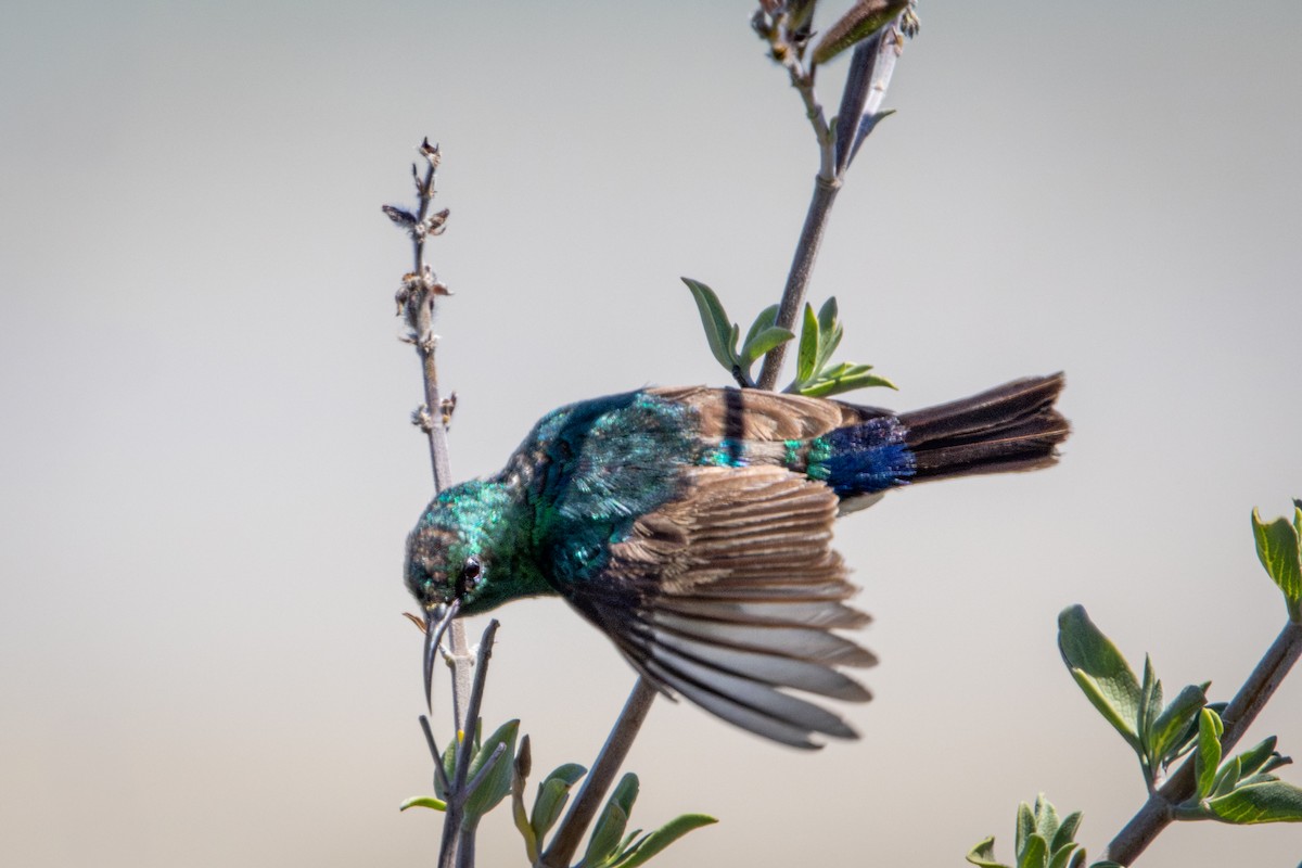 Southern Double-collared Sunbird - ML644310581