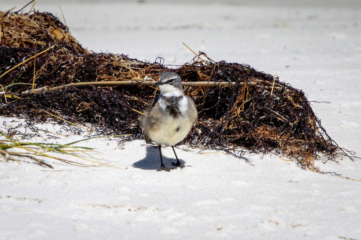 konipas jihoafrický - ML644310583