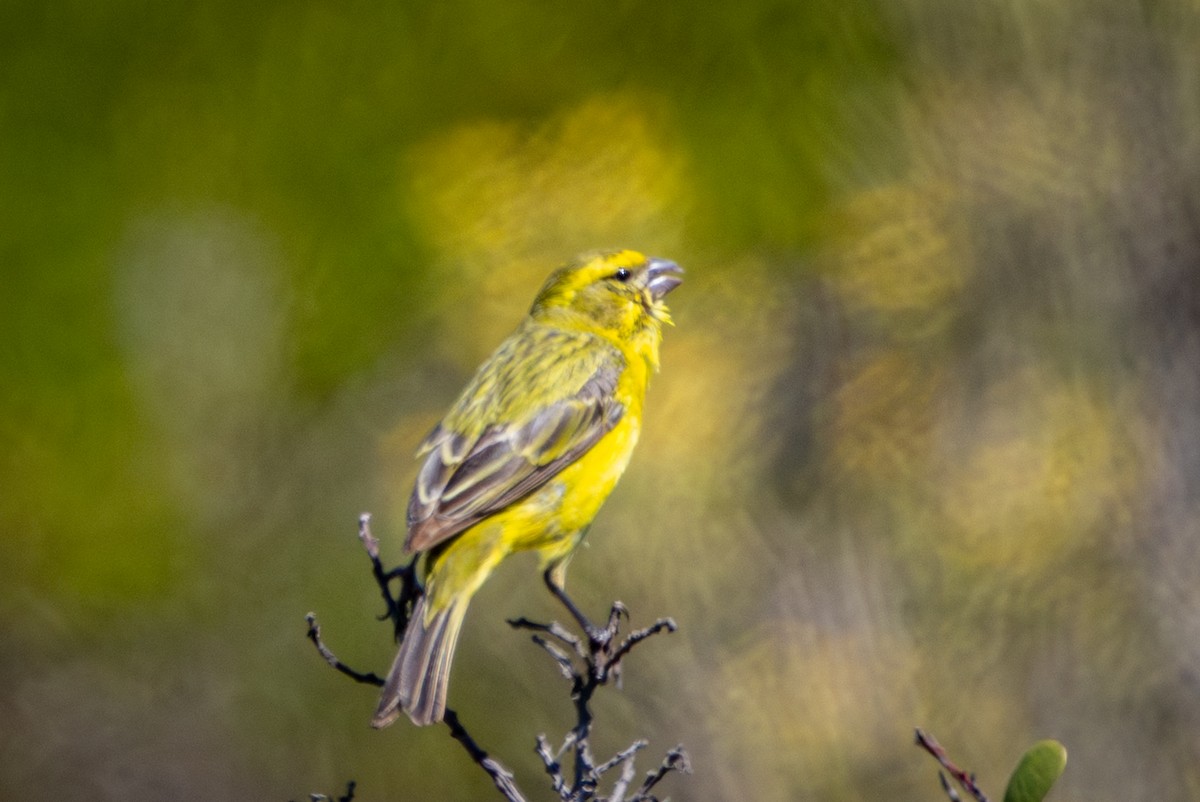 zvonohlík žlutobřichý - ML644310588