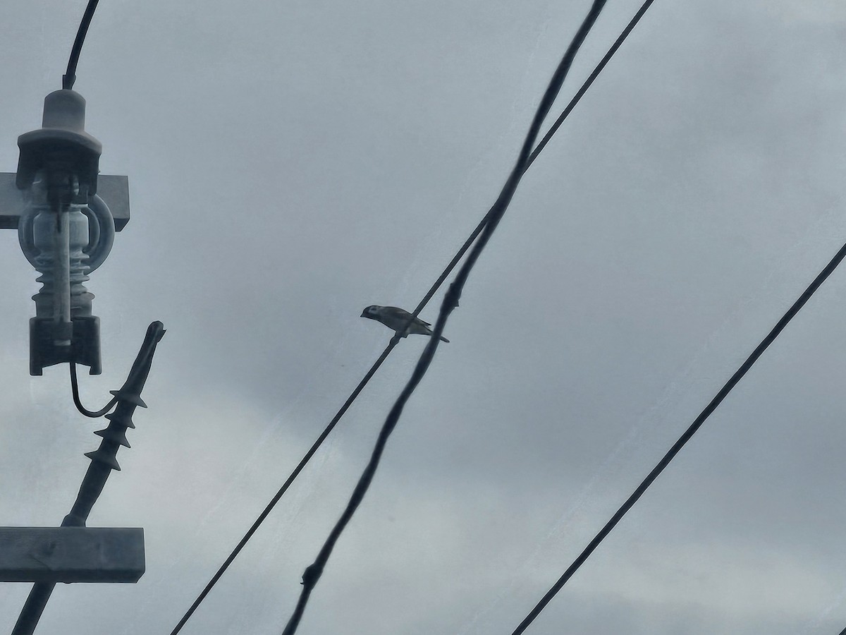 Ağaç Serçesi - ML644310595