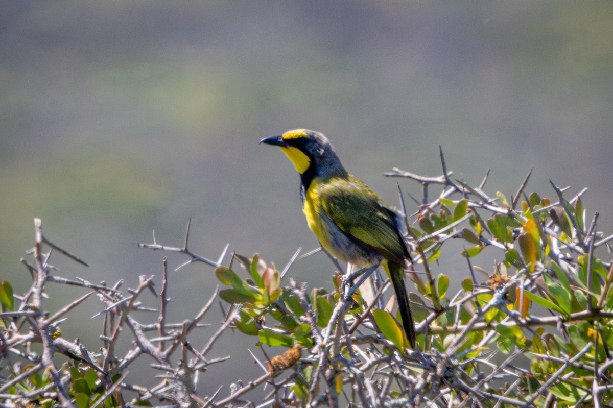 Bokmakierie - ML644310599