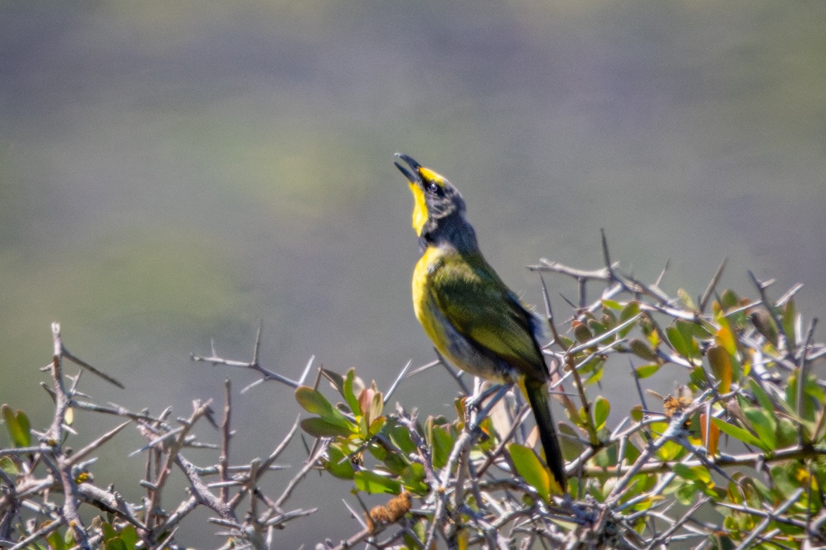 Bokmakierie - ML644310600