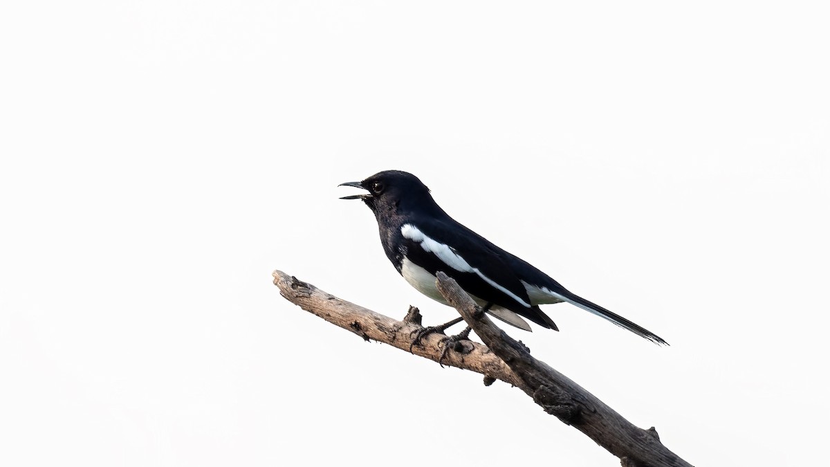 Oriental Magpie-Robin - ML644310608