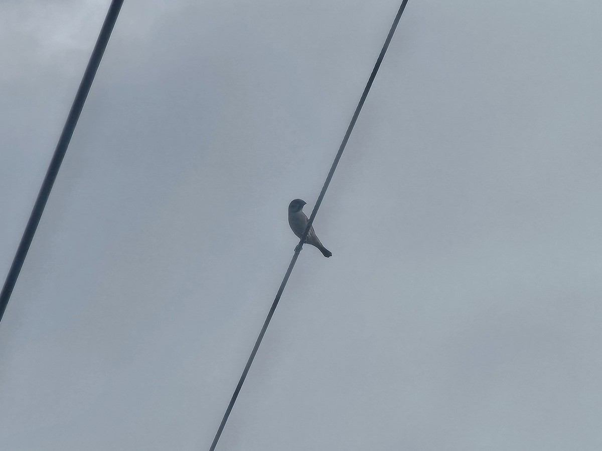 Ağaç Serçesi - ML644310615