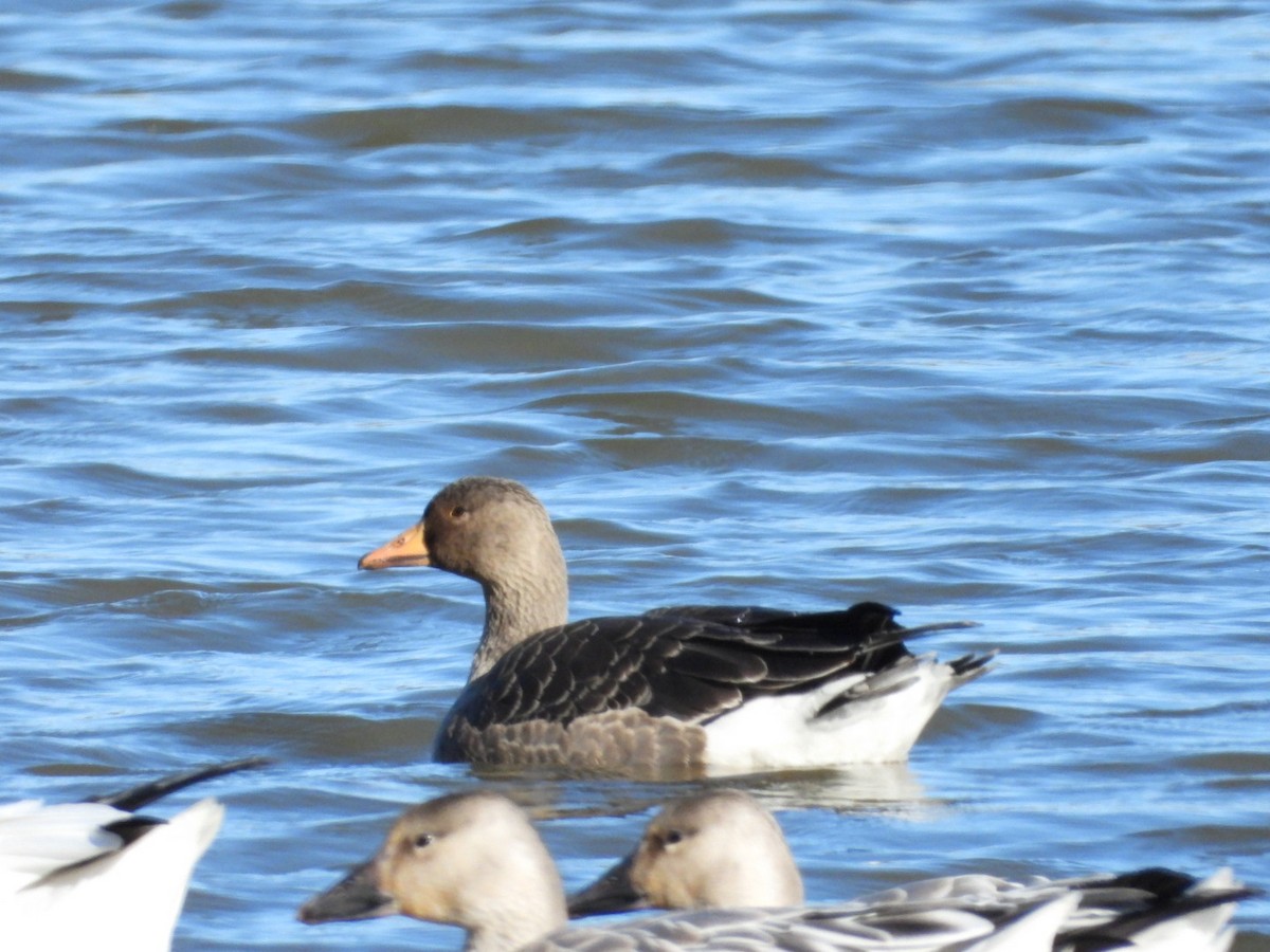 Greater White-fronted Goose - ML644310616