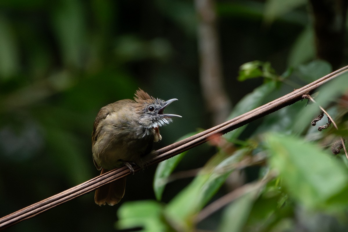 Bulbul ocré - ML644310617