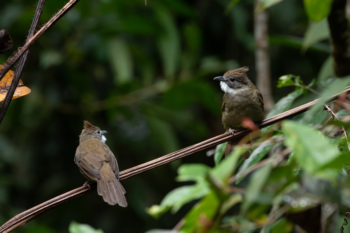 Bulbul ocré - ML644310618