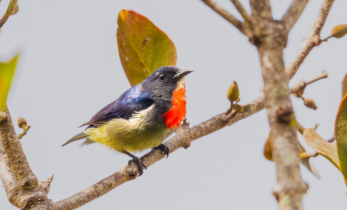 Black-sided Flowerpecker - ML644310619
