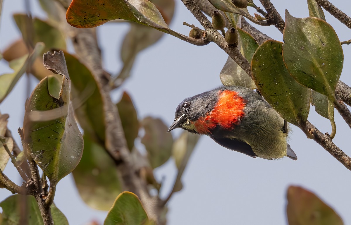 Black-sided Flowerpecker - ML644310620
