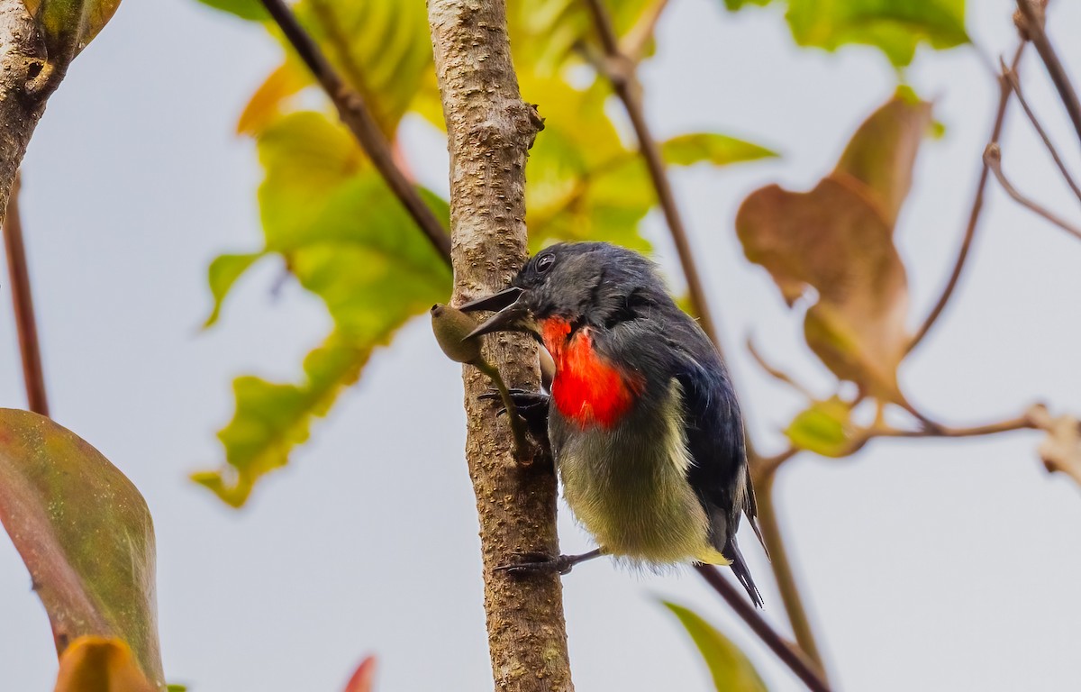 Black-sided Flowerpecker - ML644310621