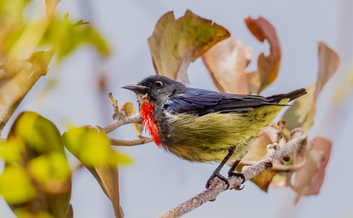 Black-sided Flowerpecker - ML644310623