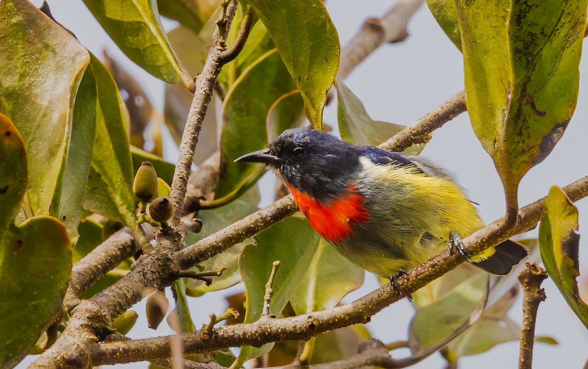 Black-sided Flowerpecker - ML644310624