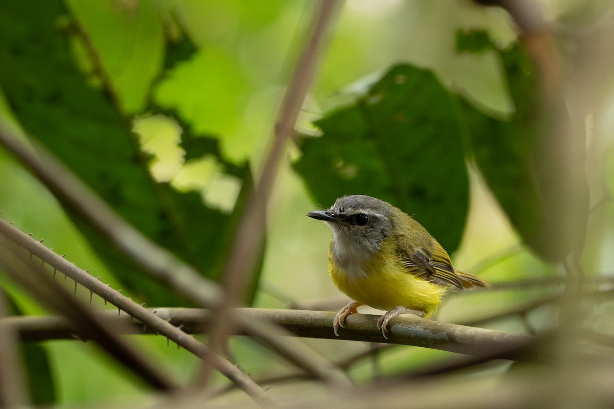 Yellow-bellied Warbler - ML644310626