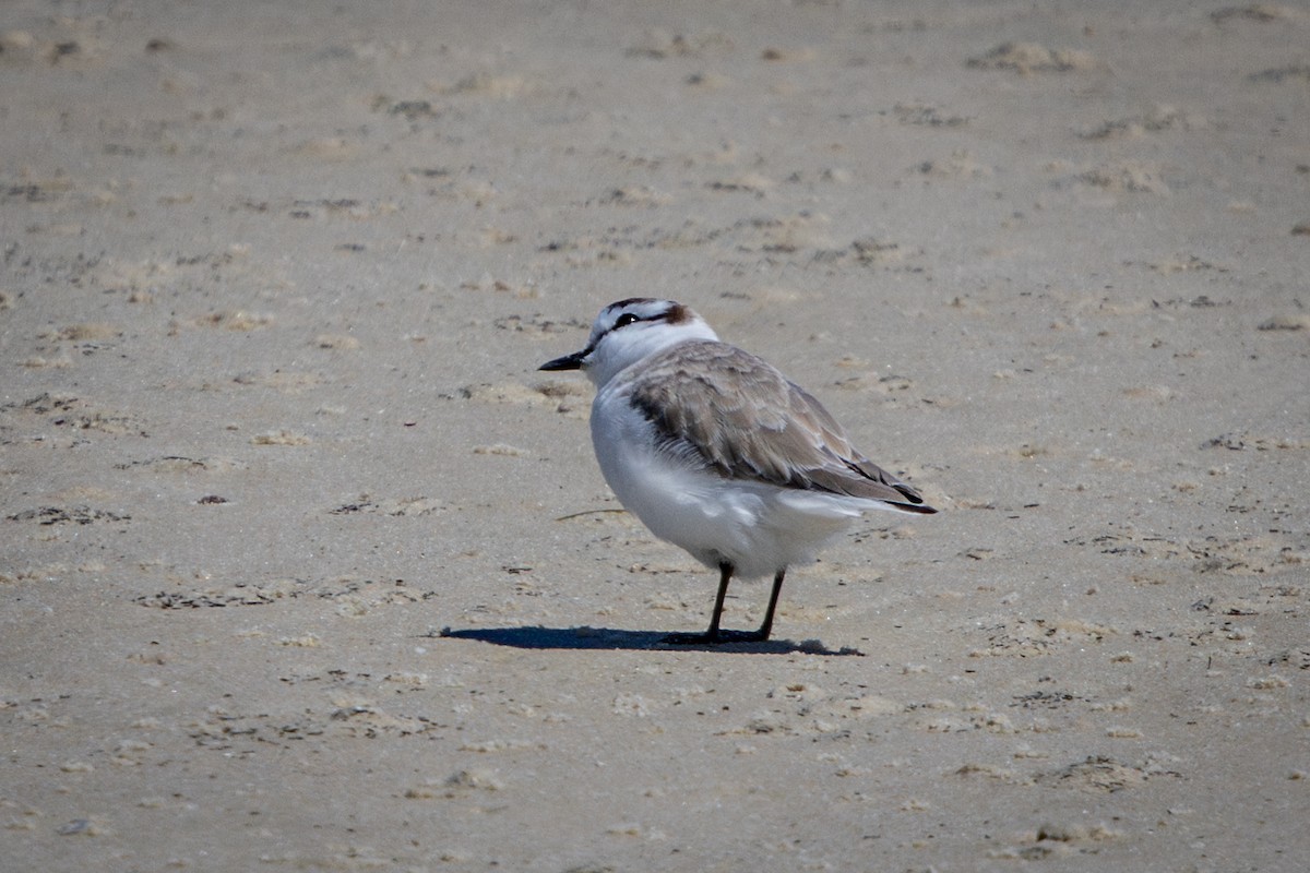 Белолобый зуёк - ML644310629