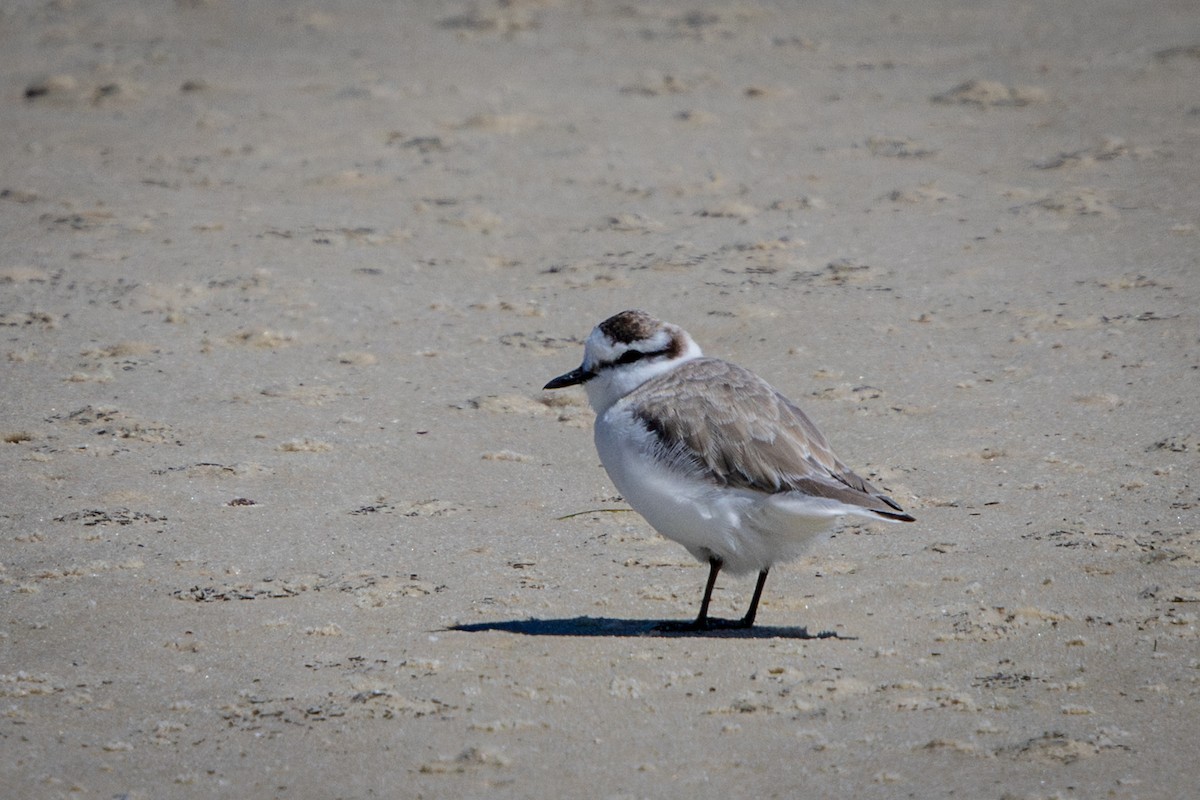 Белолобый зуёк - ML644310630
