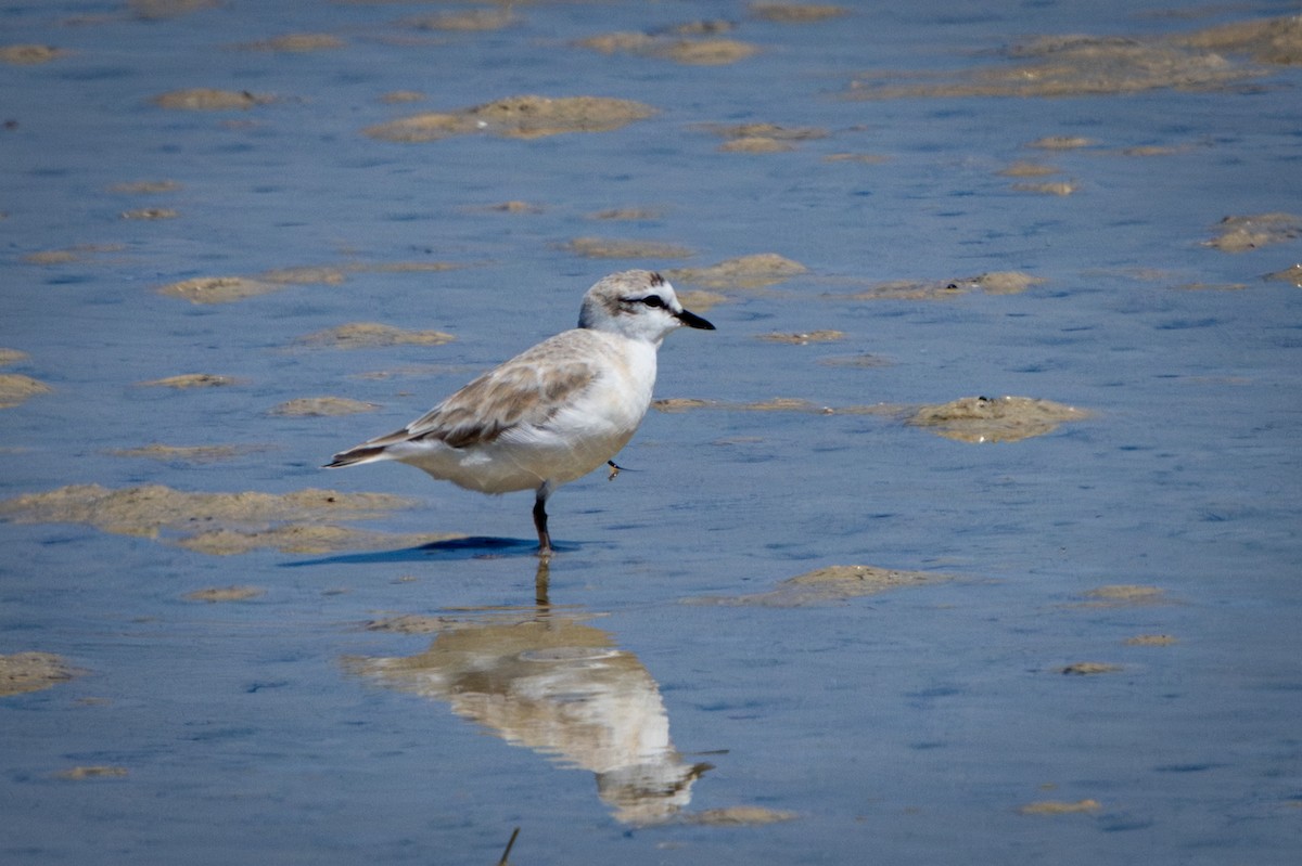 Белолобый зуёк - ML644310631
