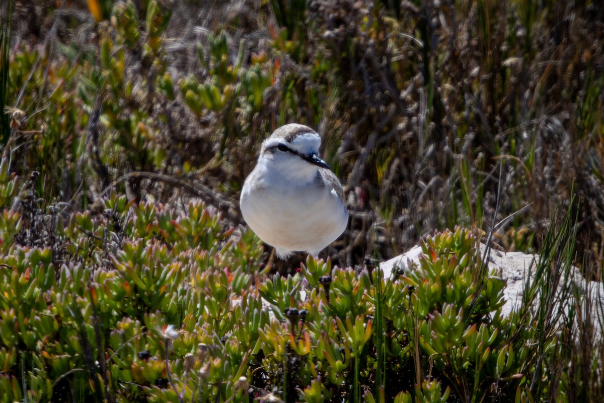 Белолобый зуёк - ML644310632