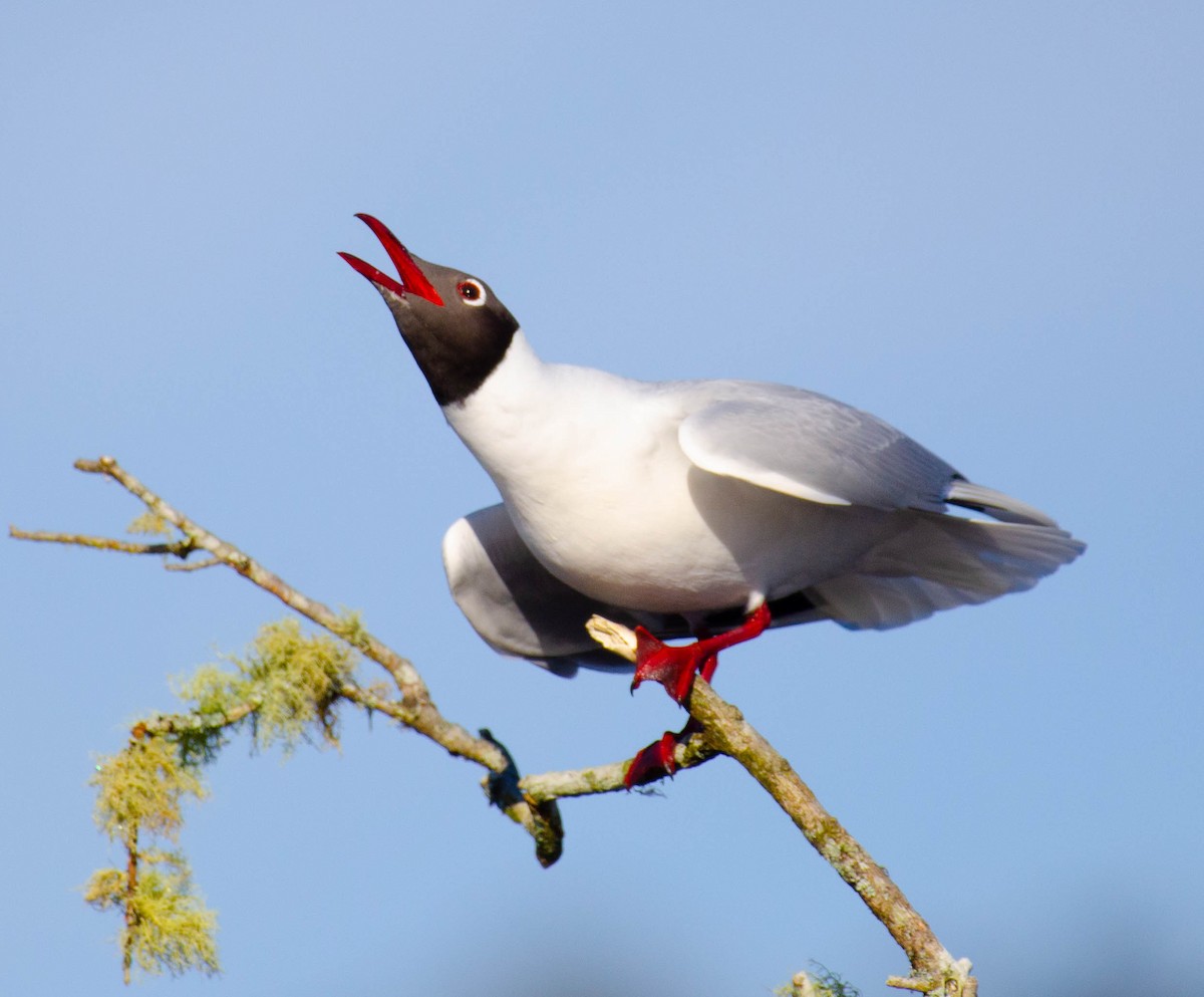 Brown-hooded Gull - ML644310634