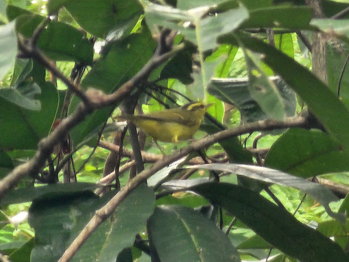 Sulphur-breasted Warbler - ML644310636