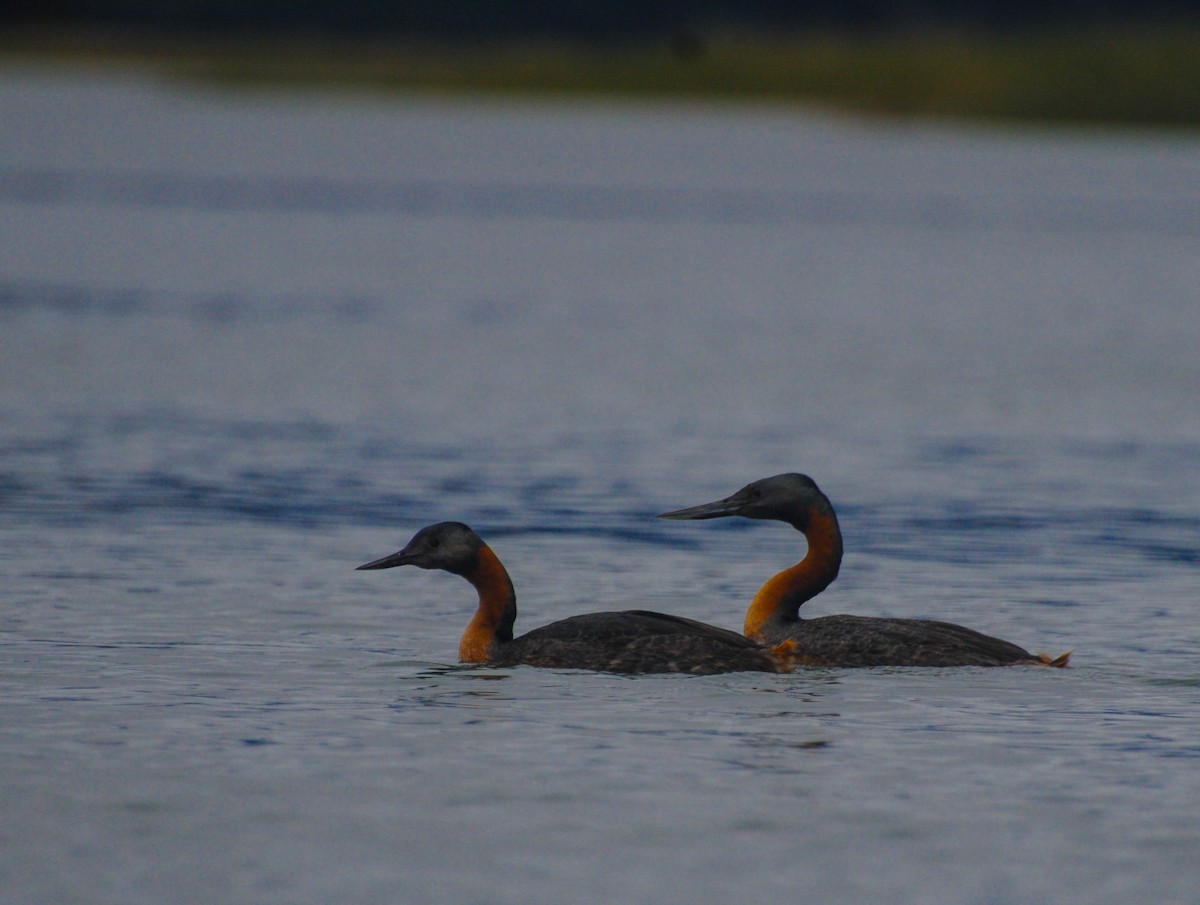 spyddykker - ML644310644