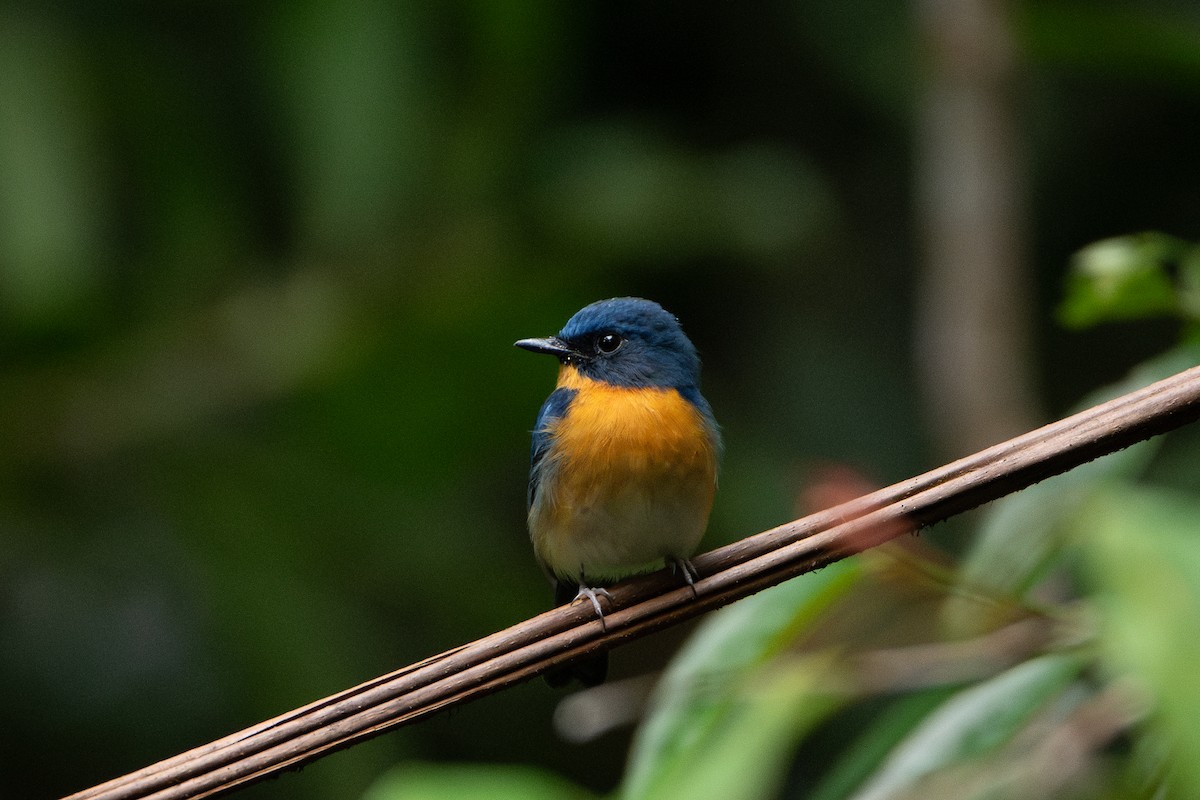 Gobemouche de White - ML644310648