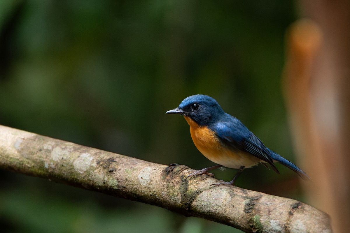 Gobemouche de White - ML644310649