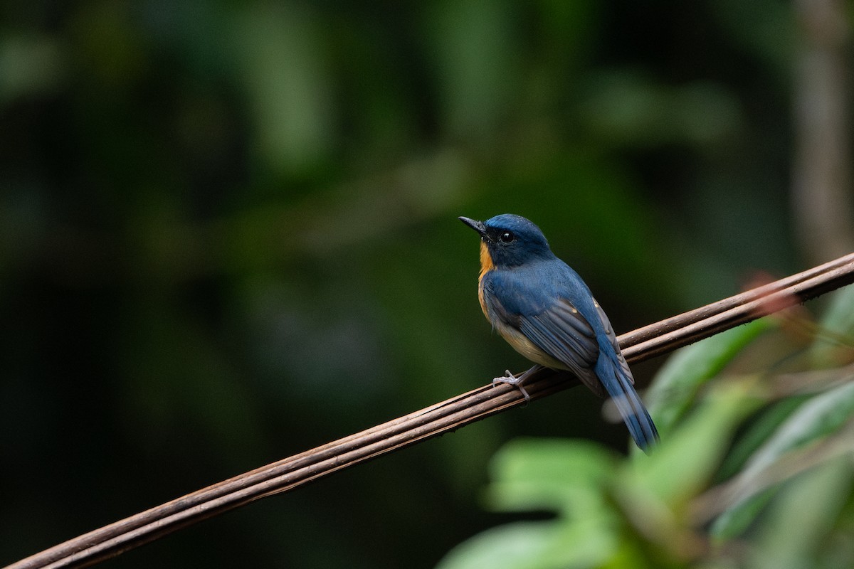 Gobemouche de White - ML644310650