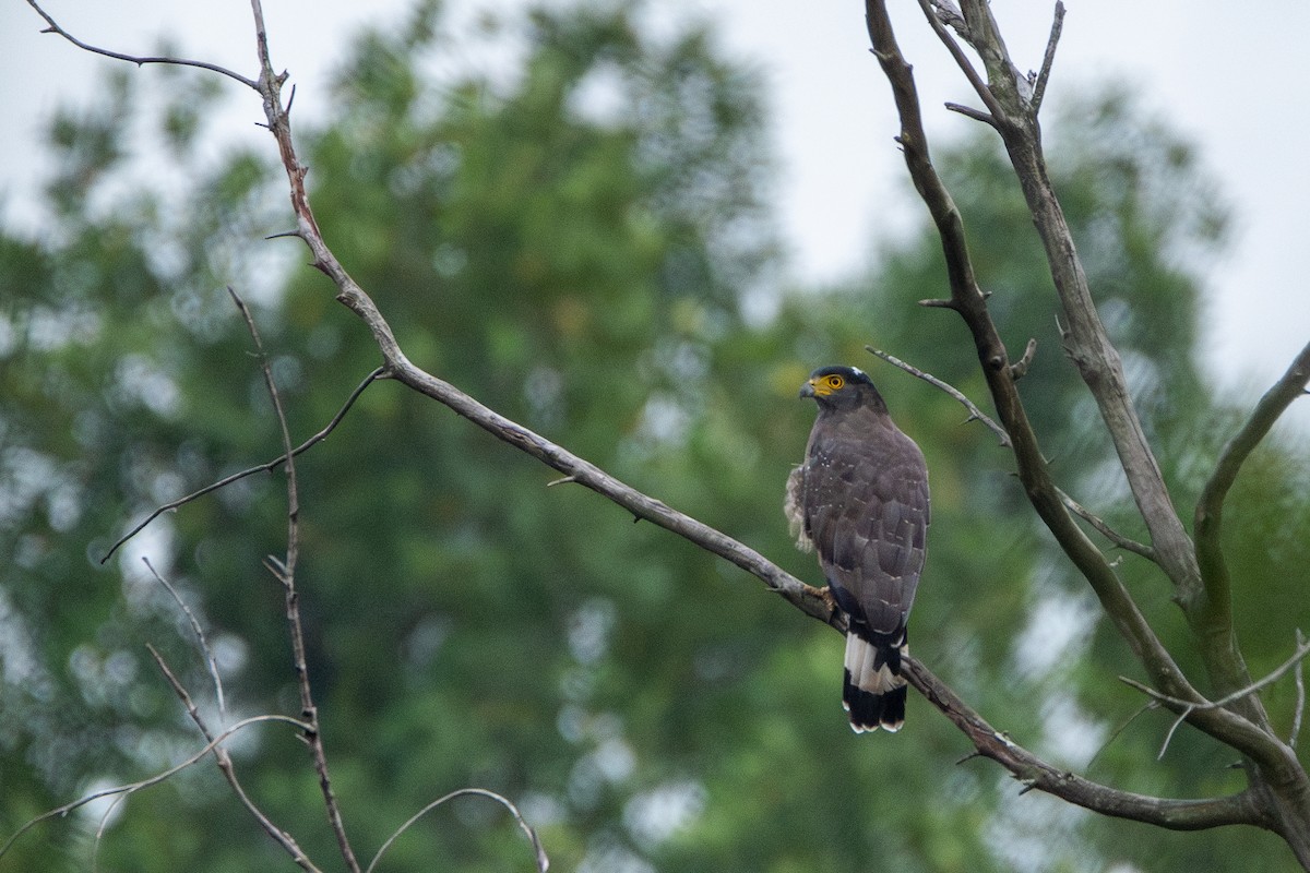 Crested Serpent-Eagle - ML644310682