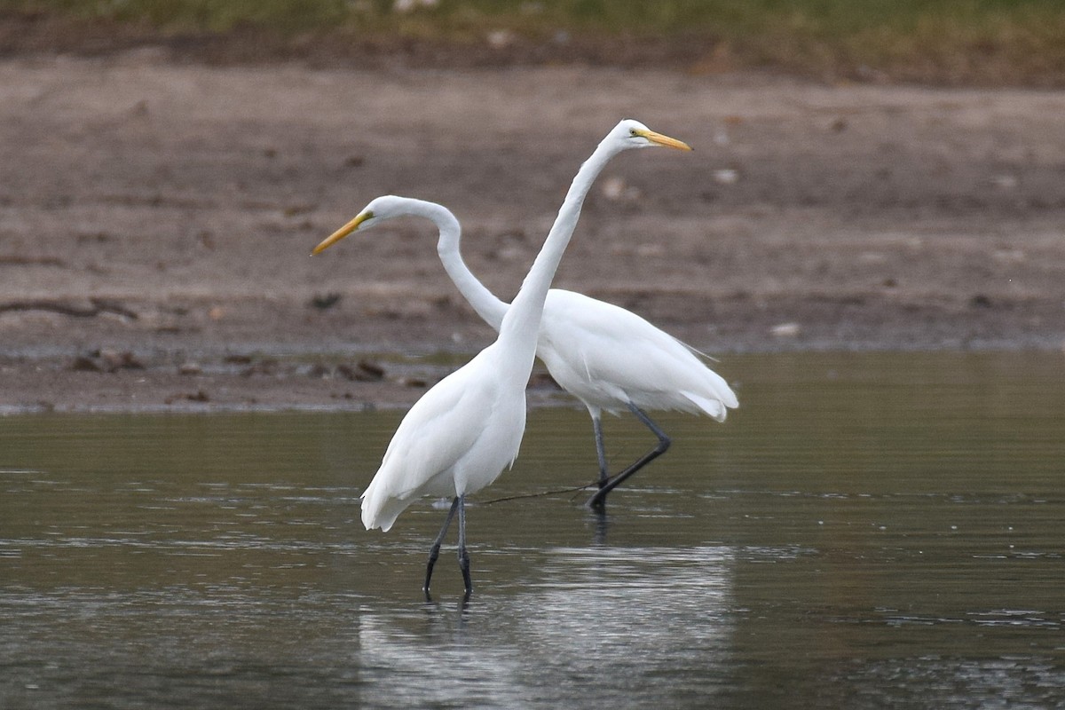 Silberreiher - ML644310695