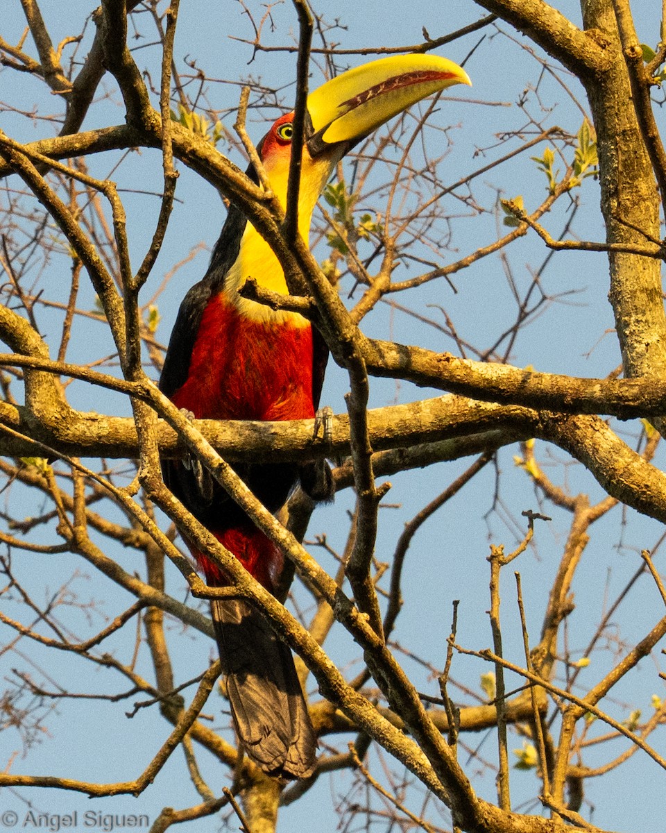 tukan pestrý - ML644310699