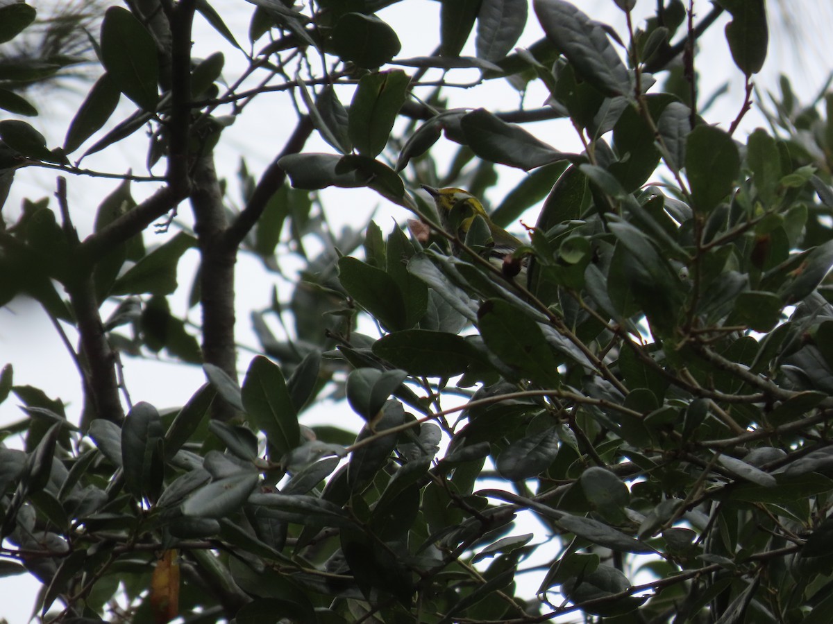 ノドグロミドリアメリカムシクイ - ML644310700