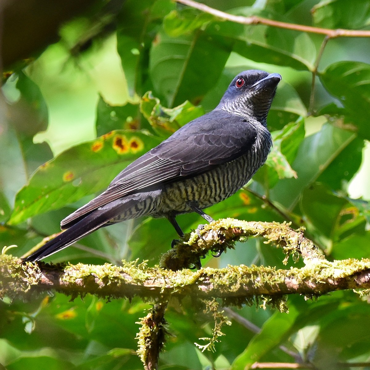 Andaman Cuckooshrike - ML644310701