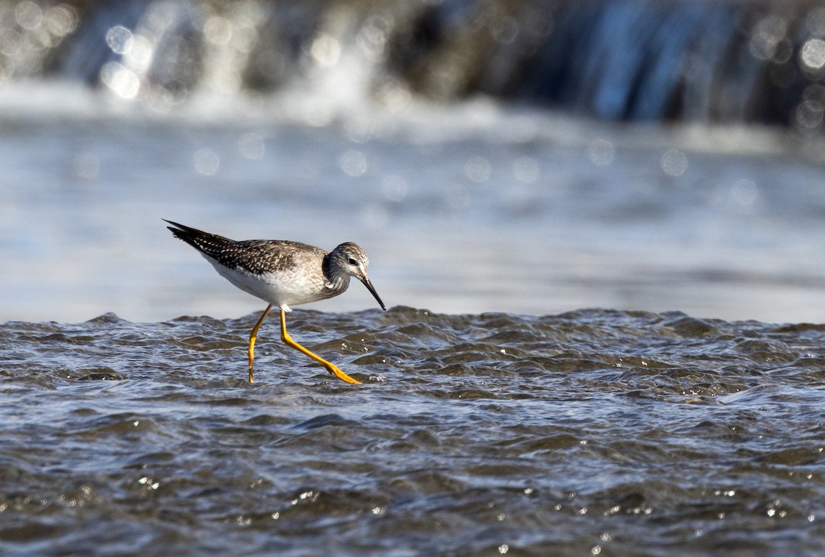 小黃腳鷸 - ML644310702