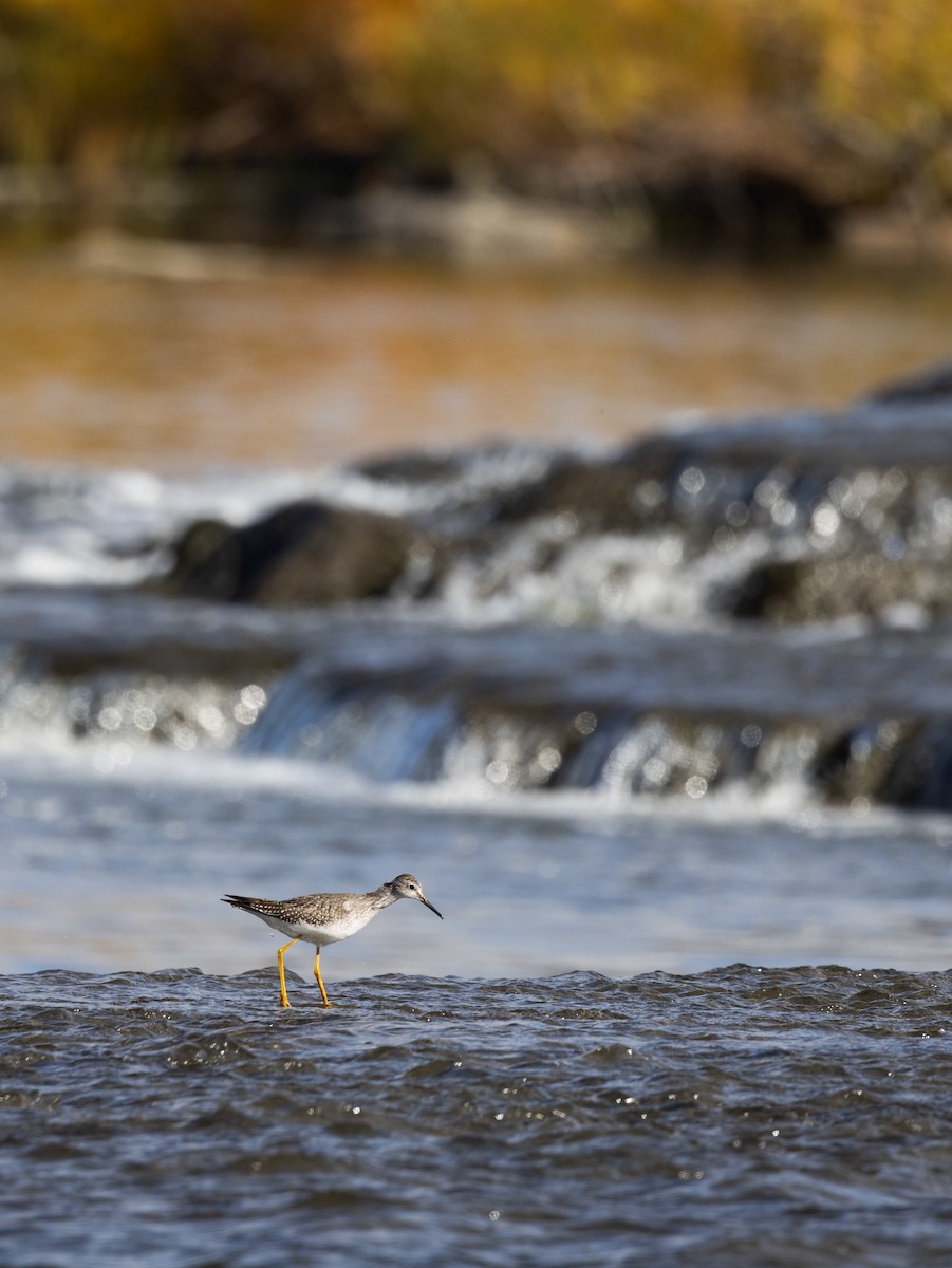 小黃腳鷸 - ML644310703