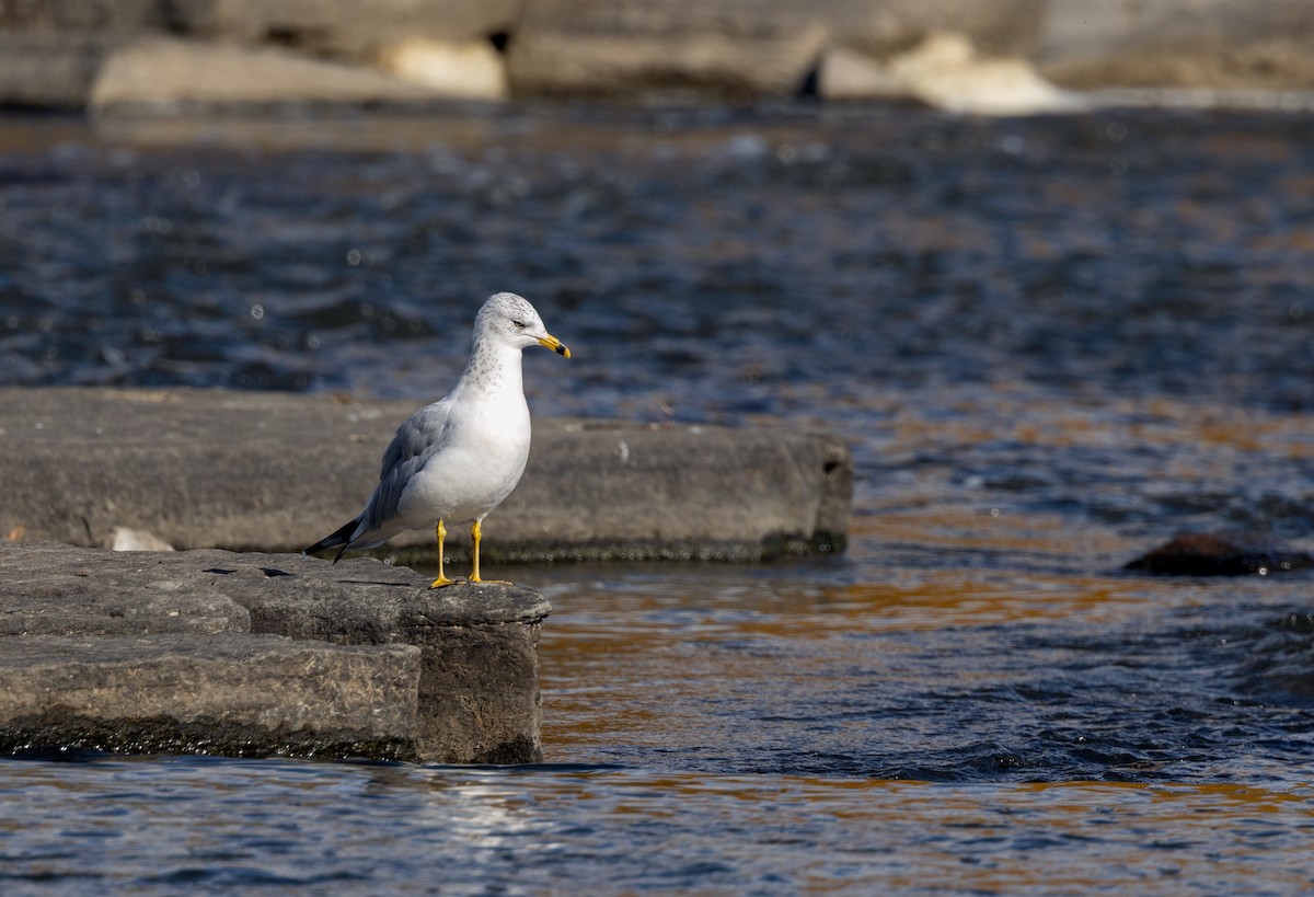 Ring-billed Gull - ML644310705