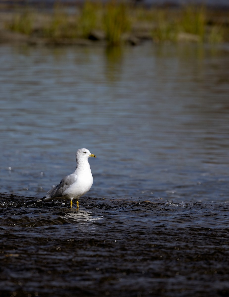 Ring-billed Gull - ML644310706