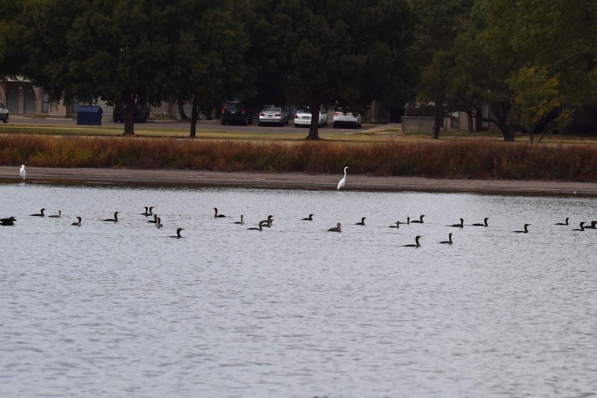 Ohrenscharbe - ML644310709