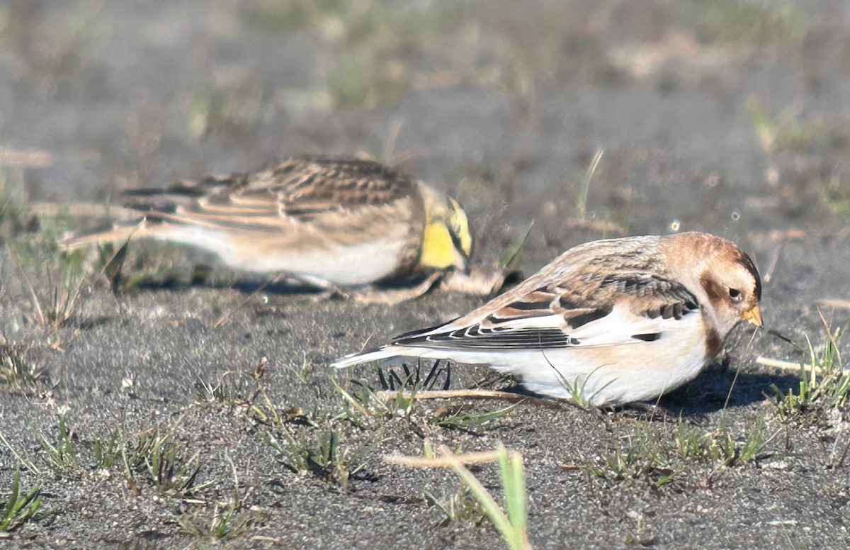 Snow Bunting - ML644310710
