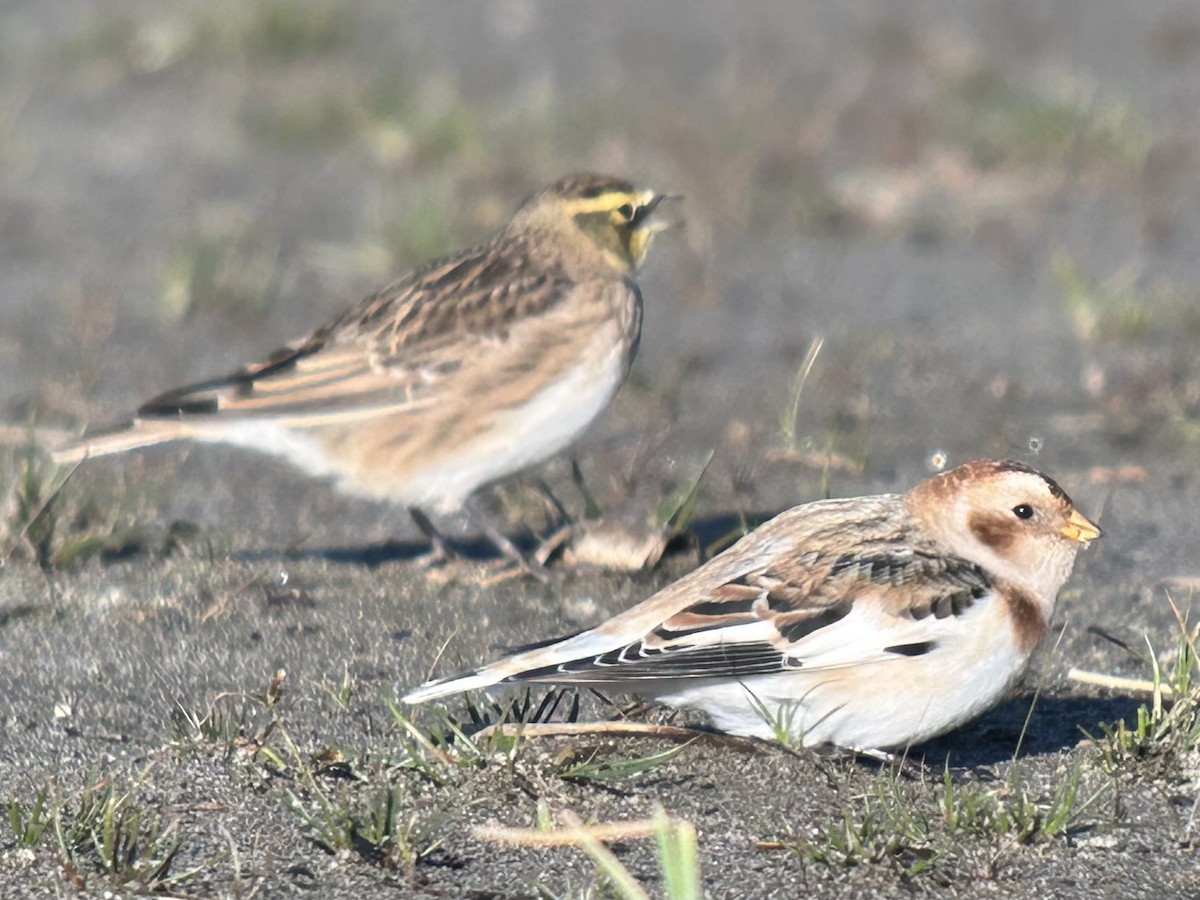 Snow Bunting - ML644310711