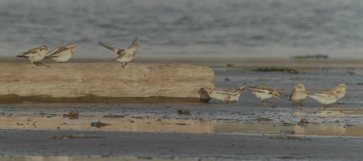 Snow Bunting - ML644310712